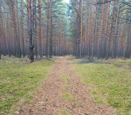 Прирезка лесных участков Кадастровые работы в Белгороде